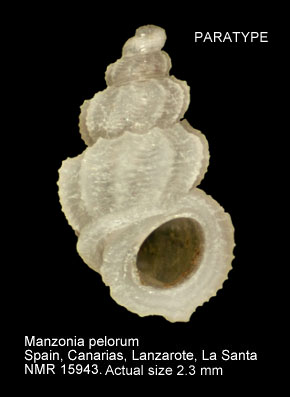 PARATYPE Manzonia pelorum.jpg - PARATYPE Manzonia pelorum Moolenbeek & Faber,1987 (= Manzonia dionisi Rolan,1987)